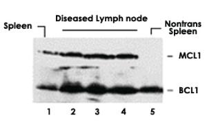 Anti-MCL1 Mouse Monoclonal Antibody [clone: MCL.C9]