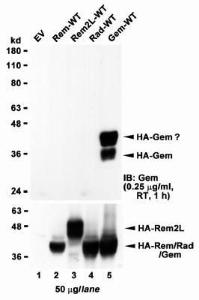 HEK293 lysate overexpressing full-length Human GEM (HA tagged), mock-transfected HEK293 (EV) and HEK293 transiently expressing GEM-related genes (Rem, Rem2L and Rad) probed with Anti-GEM Antibody (A83593) (1 µg/ml). The same lysates probed with anti-HA tag antibody in the lower panel