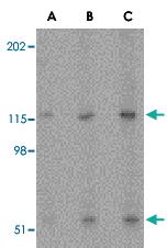 Anti-PRSS12 Rabbit Polyclonal Antibody