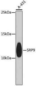 Western blot analysis of extracts of A-431 cells, using Anti-SRP9 Antibody (A9383) at 1:1,000 dilution. The secondary antibody was Goat Anti-Rabbit IgG H&L Antibody (HRP) at 1:10,000 dilution.