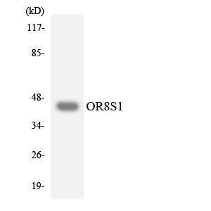 Anti-OR8S1 Rabbit Polyclonal Antibody