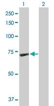 Anti-GBP1 Rabbit Polyclonal Antibody