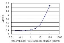 Anti-CDC25C Polyclonal Antibody Pair