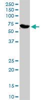 Anti-GBP1 Rabbit Polyclonal Antibody