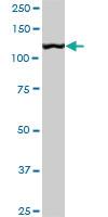 Anti-CAND1 Mouse Monoclonal Antibody [clone: 4D10]