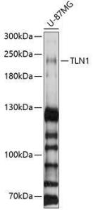 Western blot analysis of extracts of U-87MG cells, using Anti-Talin 1 Antibody (A9389) at 1:1000 dilution