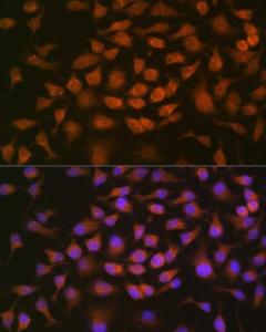 Antibody A309171-100 100 µl