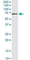 Anti-GBP1 Mouse Monoclonal Antibody [clone: 4D10]