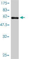 Anti-ICOSL Mouse Monoclonal Antibody [clone: 1E2]