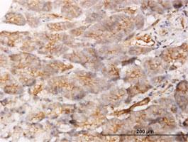 Anti-GBP1 Mouse Monoclonal Antibody [clone: 4D10]