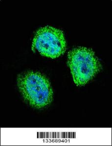 Anti-STAT4 Rabbit Polyclonal Antibody (FITC (Fluorescein Isothiocyanate))