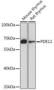 Western blot analysis of extracts of various cell lines, using Anti-PDE12 Antibody (A93288) at 1:1,000 dilution. The secondary antibody was Goat Anti-Rabbit IgG H&L Antibody (HRP) at 1:10,000 dilution.