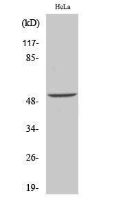 Western blot analysis of various cells using Anti-Desmin Antibody