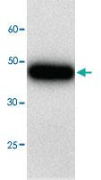 Anti-ANXA4 Mouse Monoclonal Antibody [clone: 6g5]