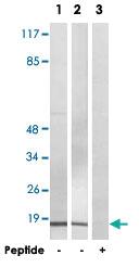 Anti-BRP44L Rabbit Polyclonal Antibody