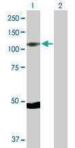 Anti-RPS6KA5 Rabbit Polyclonal Antibody