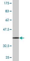 Anti-PPP1R16A Mouse Monoclonal Antibody [clone: 2B12]