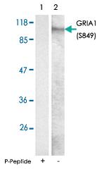 Anti-GRIA1 Rabbit Polyclonal Antibody