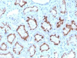 Immunohistochemical analysis of formalin-fixed, paraffin-embedded human kidney using Anti-Interferon gamma Antibody [rIFNG/4467]