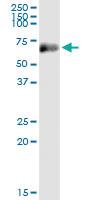 Anti-BLK Polyclonal Antibody Pair