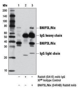 Anti-BNIP3L/Nix Rabbit Monoclonal Antibody [clone: 13G20]