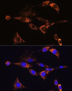 Immunofluorescence analysis of NIH/3T3 cells using Anti-PDE12 Antibody (A93288) at a dilution of 1:100. DAPI was used to stain the cell nuclei (blue).