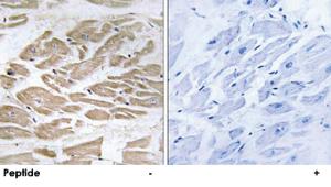 Anti-BRP44L Rabbit Polyclonal Antibody