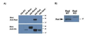 A): Anti-RRAD Antibody (A83598) (0.5µg/ml) staining of HEK29