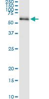 Anti-CDC25C Polyclonal Antibody Pair