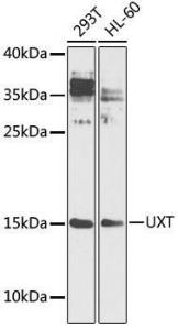 Anti-UXT antibody