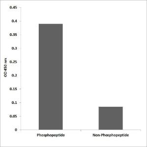 ELISA for immunogen phosphopeptide (left) and non-phosphopeptide (right) using Anti-PRC1 (phospho Thr481) Antibody