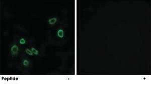 Anti-BRP44L Rabbit Polyclonal Antibody