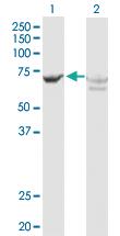 Anti-GBP2 Rabbit Polyclonal Antibody