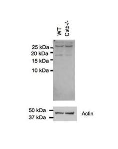 Anti-CSTB Rabbit Polyclonal Antibody