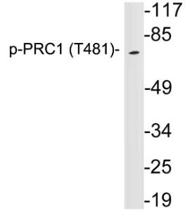 Western blot analysis of lysates from HeLa cells using Anti-PRC1 (phospho Thr481) Antibody