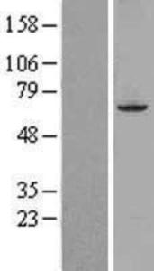 Anti-IKBKG Mouse Monoclonal Antibody [clone: 46B844]