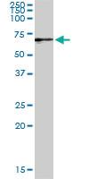 Anti-GBP2 Rabbit Polyclonal Antibody