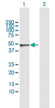 Anti-SCLY Rabbit Polyclonal Antibody