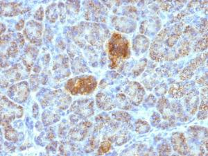 Immunohistochemical analysis of formalin-fixed, paraffin-embedded human pancreas using Anti-HSP60 Antibody [HSPD1/780]