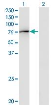 Anti-GBP2 Mouse Monoclonal Antibody [clone: 2A10]