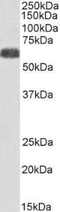 Anti-SLC7A6 Antibody (A83600) (0.3µg/ml) staining of Human Heart lysate (35µg protein in RIPA buffer). Detected by chemiluminescence