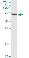 Anti-GBP2 Mouse Monoclonal Antibody [clone: 2A10]