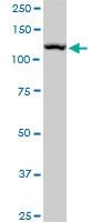 Anti-CAND1 Mouse Monoclonal Antibody [clone: 4D10]