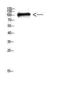 Western blot analysis of 3T3 cells using Anti-CTNND1 Antibody