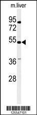 Anti-KCNG3 Rabbit Polyclonal Antibody (AP (Alkaline Phosphatase))