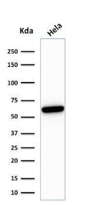 Western blot analysis of HeLa cell lysate using Anti-HSP60 Antibody [HSPD1/780]