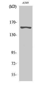 Antibody anti-GPR116 A99569-100 100 µg