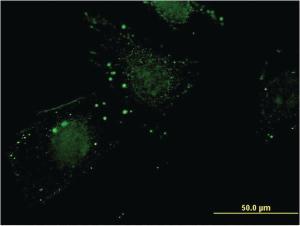 Anti-NIT1 Mouse Monoclonal Antibody [clone: 1C3]