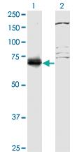 Anti-SREK1 Mouse Monoclonal Antibody [clone: 1D11]