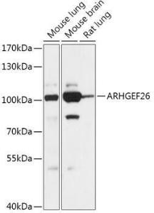 Anti-ARHGEF26 antibody